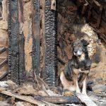 A dog sitting beside a burnt wooden structure in a rural area