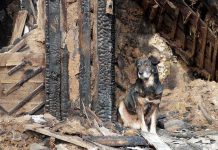 Stray Dog KILLS Mother Who Rescued It A dog sitting beside a burnt wooden structure in a rural area