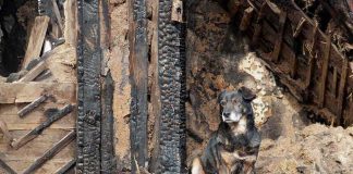 Stray Dog KILLS Mother Who Rescued It A dog sitting beside a burnt wooden structure in a rural area