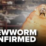 New world screwworm confirmed in Texas calf