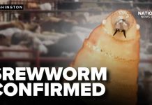 New world screwworm confirmed in Texas calf