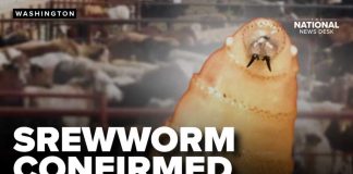 New world screwworm confirmed in Texas calf