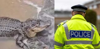 Attempted Murder Label—But Where’s The Proof? 🚨BREAKING: Man THROWS 3 Year Old Boy In To Crocodile Enclosure In Cambridgeshire!