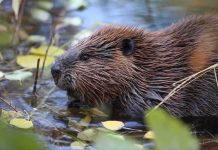 Maryland Lake Panic: Rabid Beaver Rampage Beaver in shallow water among floating leaves