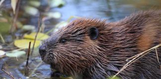 Beaver in shallow water among floating leaves