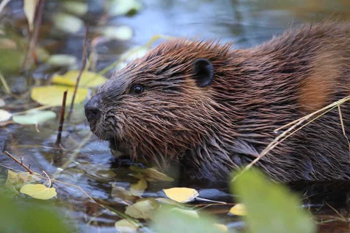 shutterstock_775435624 Beaver in shallow water among floating leaves