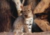 small spotted wildcat standing among tree logs
