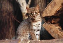 Scientists Stunned: Cat Family Tree Shifts small spotted wildcat standing among tree logs