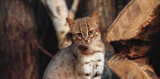 Scientists Stunned: Cat Family Tree Shifts small spotted wildcat standing among tree logs