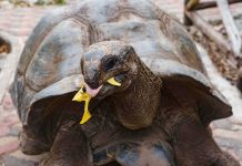 Giant tortoise eating leafy greens