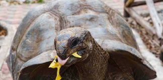 First-Ever Turtle Nests Shock West Coast Giant tortoise eating leafy greens