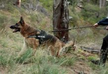 German Shepherd police dog on leash in forest