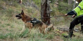 Avalanche Miracle: Tech Teases, Dog Defies Odds German Shepherd police dog on leash in forest