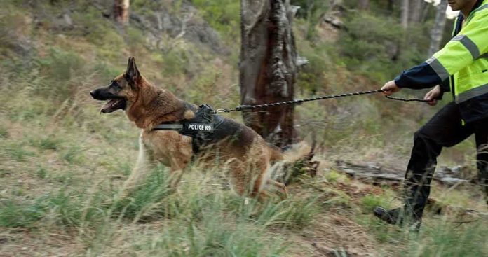 shutterstock_2446121959 German Shepherd police dog on leash in forest