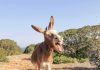 Outrage Brewing: Donkey Shot On Private Land Donkey yawning on a rocky trail