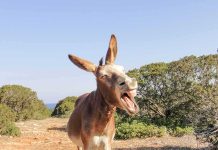 Donkey yawning on a rocky trail
