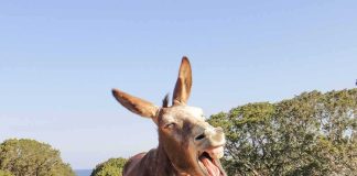Donkey yawning on a rocky trail