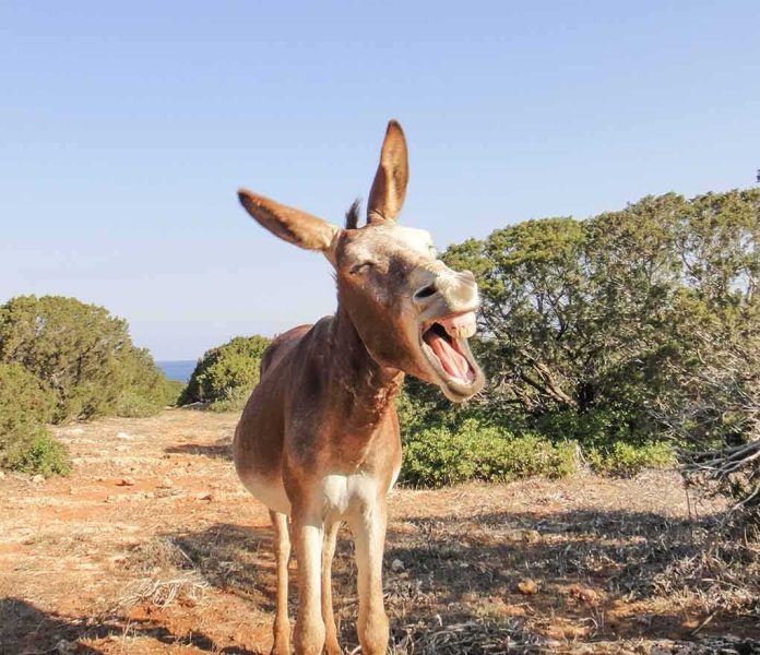 Donkey yawning on a rocky trail